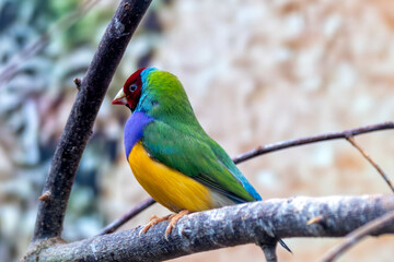 Gouldian Finch (Erythrura gouldiae), Found in Grasslands and Open Woodlands of Northern Australia