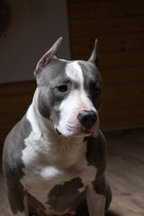 Portrait of a beautiful purebred Staffordshire Terrier in a studio in a low key.