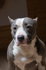 Portrait of a beautiful purebred Staffordshire Terrier in a studio in a low key.