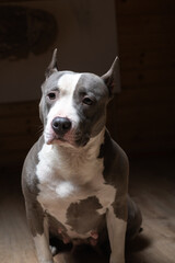 Portrait of a beautiful purebred Staffordshire Terrier in a studio in a low key.