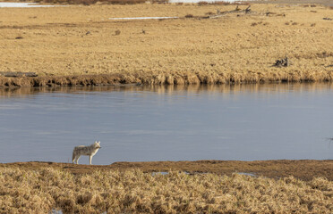 Coyote in Springtime in Wyoming
