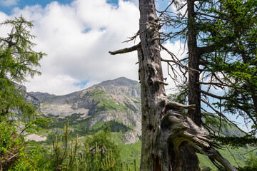Fototapeta premium Close-up of gnarled dead tree with scenic vista of mountain peak Piz Galin in Brenta Dolomites, Trentino, Italy. Wanderlust in alpine wilderness. Hiking in Italian Alps in summer. High altitude forest
