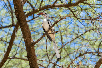 Northern Red-billed Hornbill