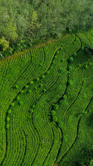 Aerial View of Lush Tea Plantations on Mountain Slopes.
Aerial view of hills with tea plantation at...