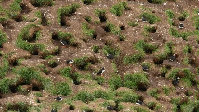 Atlantic puffins also know as common puffins is a species of seabird in the auk family. Iceland