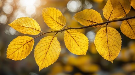 Fototapeta premium A branch of a tree with yellow leaves on it