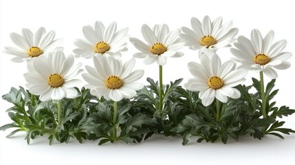 Fototapeta premium A bunch of white daisies with green leaves on a white background