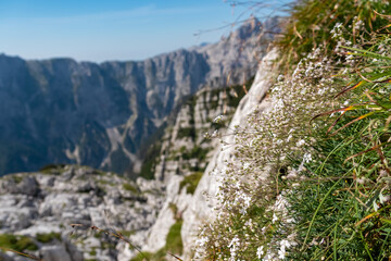 Selective focus on small patch of white flowers Gypsophila repens growing on rocky cliff edge overlooking mountain peaks of Kanin massif, Julian Alps, Italy. Wild hiking trail in Triglav National Park