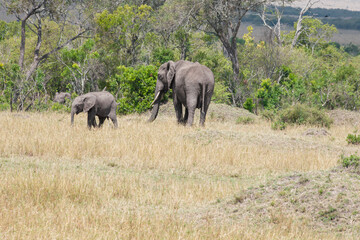 elephants in the savannah