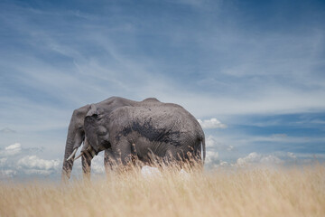 elephants in the savannah