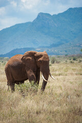 Fototapeta premium elephant in the wild