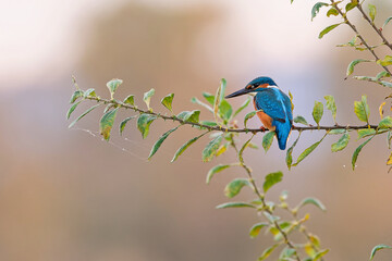 Eisvogel auf der Jagd