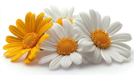 Obraz premium Three white and yellow daisies on a white background