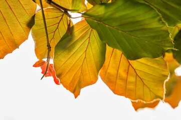 Obraz premium Autumn colorful beech leaf on twig on white background.