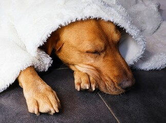 Sleeping labrador retriever dog lies under a warm blanket. Concept of security and safety for the fear of fireworks. Warmth in cold days in winter.