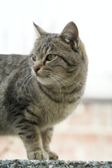 European cat
A breed of short-haired domestic cats that was created by European breeders and cat lovers in the mid-20th century.