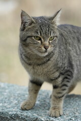 European cat
A breed of short-haired domestic cats that was created by European breeders and cat lovers in the mid-20th century.