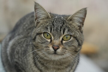 Obraz premium European cat A breed of short-haired domestic cats that was created by European breeders and cat lovers in the mid-20th century.