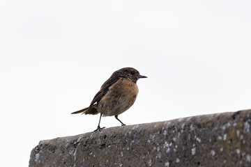 Stonechat (Saxicola rubicola), Found in Open Grasslands and Coastal Areas Across Europe