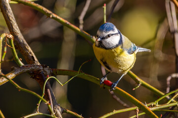 Blaumeise im Herbst auf einem Ast / Vogel