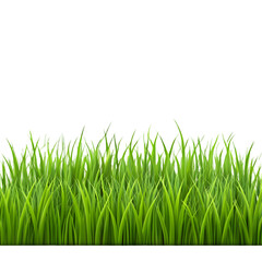 Fototapeta premium Super realistic, detailed fresh green vector grass. Seamless isolated plant stems for front plan nature illustration. Gradient mesh tool.