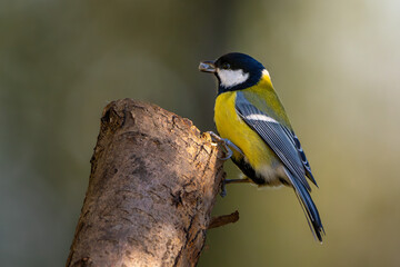 Kohlmeise im Herbst auf einem Ast / Vogel