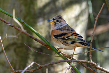 Bergfink oder Nordfink / Edelfink im Herbst