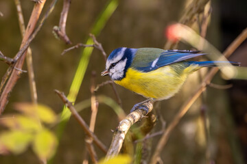 Blaumeise im Herbst auf einem Ast / Vogel