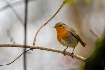 Rotkelchen im Herbst auf einem Ast / Vogel	