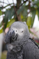 
red-tailed african gray parrot