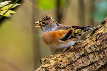 Bergfink oder Nordfink / Edelfink im Herbst