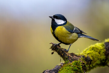 Fototapeta premium Kohlmeise im Herbst auf einem Ast / Vogel