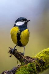 Fototapeta premium Kohlmeise im Herbst auf einem Ast / Vogel