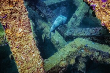 Grouper fish swimming near artificial coral reef concrete constructions