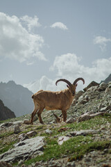 mountain goat in alps