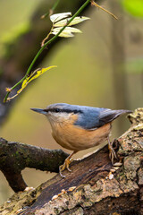 Kleiber im Herbst auf einem Ast / Vogel	