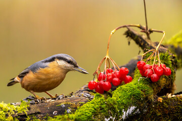 Kleiber im Herbst auf einem Ast / Vogel	
