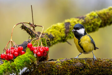 Kohlmeise im Herbst auf einem Ast / Vogel
