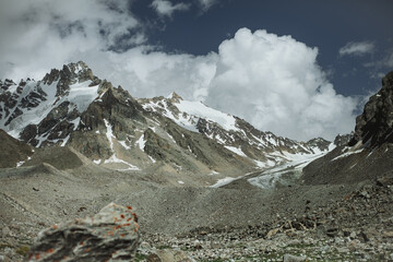 mountain goat in alps