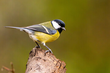 Kohlmeise im Herbst auf einem Ast / Vogel
