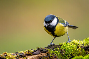 Kohlmeise im Herbst auf einem Ast / Vogel