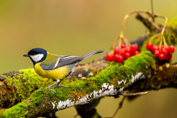 Kohlmeise im Herbst auf einem Ast / Vogel