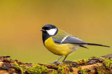 Fototapeta premium Kohlmeise im Herbst auf einem Ast / Vogel