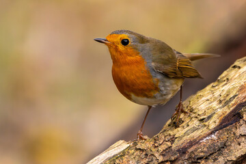Rotkelchen im Herbst auf einem Ast / Vogel	
