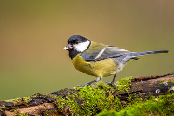 Fototapeta premium Kohlmeise im Herbst auf einem Ast / Vogel
