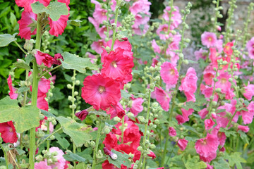 Obraz premium Colourful deep pink Alcea rosea, or hollyhock, in flower.