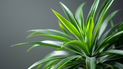 close up of green pineapple leaves on grey background