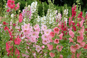 Obraz premium Bright pink Alcea rosea, or hollyhock, in flower.