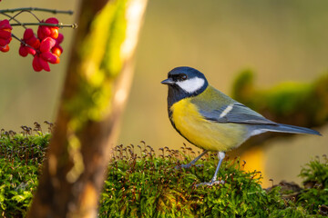 Kohlmeise im Herbst auf einem Ast / Vogel