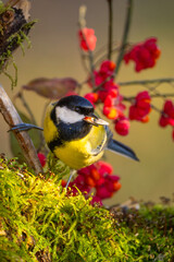 Kohlmeise im Herbst auf einem Ast / Vogel